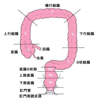 大腸の各部位
